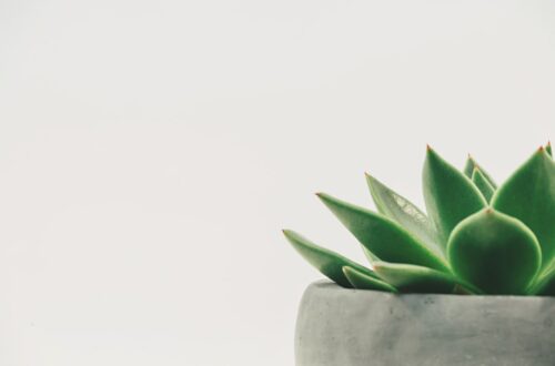 Photo Zen leaf: Leaf, Zen