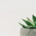 Photo Zen leaf: Leaf, Zen