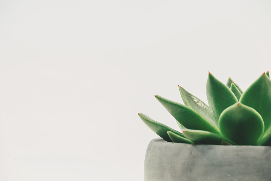 Photo Zen leaf: Leaf, Zen